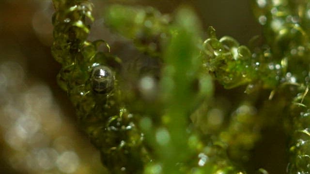 Larva hatching from an egg lying on fresh, green moss