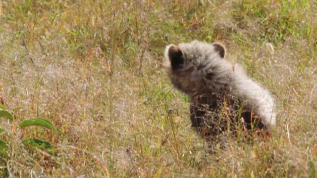 Savannah Where Predators and Prey Coexist