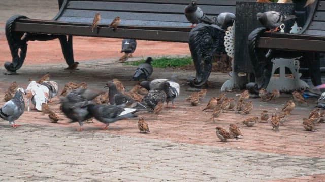 Birds pecking at the ground near park benches