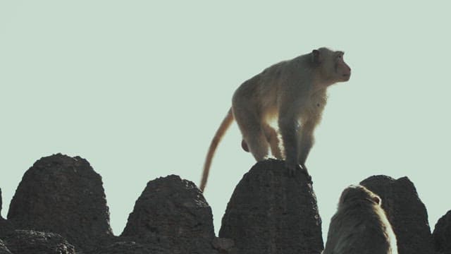 Monkeys climbing rocky peaks under bright sky