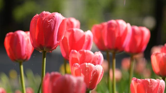 Fresh Red Tulips Glistening with Morning Dew