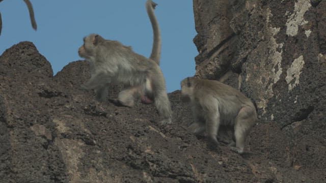 Monkeys Playing on a Stone Structure in Ancient Temple