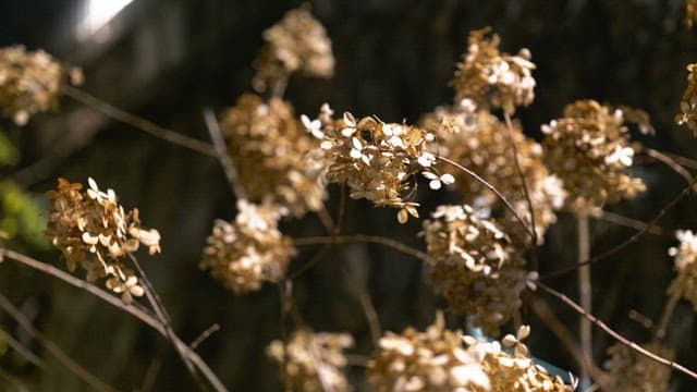 Dried hydrangeas swaying gently under soft lighting at night