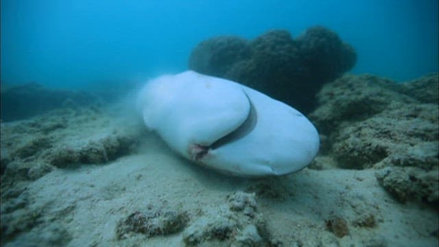 Dying shark with its fin cut off