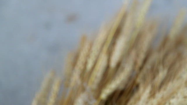 Close-up of white wheat stalks