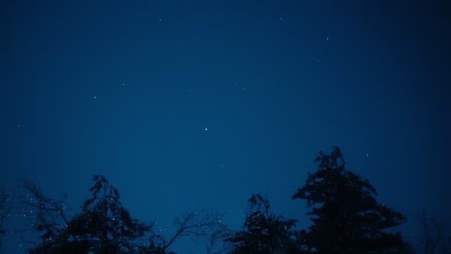 Starry Night Sky Above Silhouetted Trees of Forest