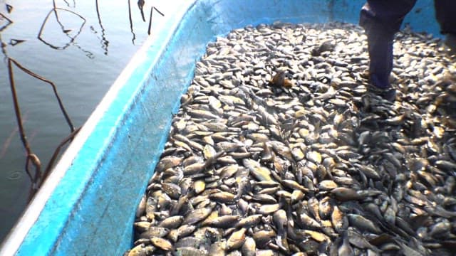 Fish flapping on a fishing boat with fishermen