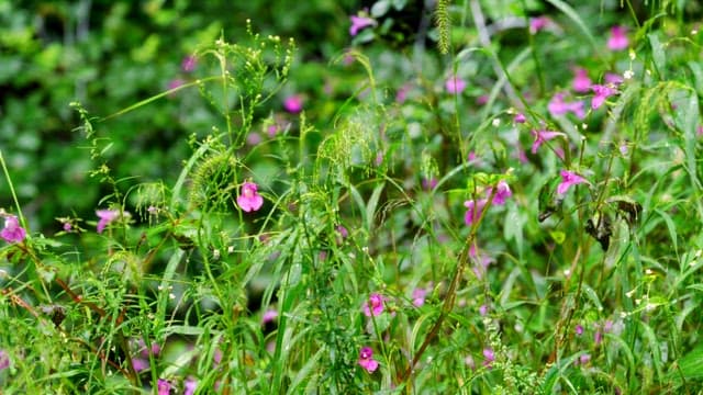 Vibrant wildflowers in a lush green field
