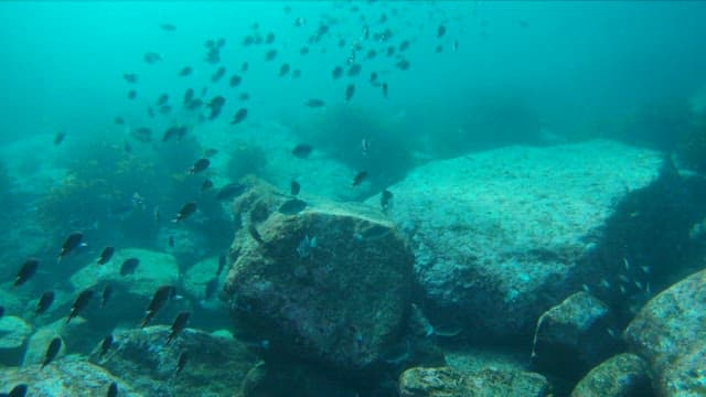 Shoal of Fish Swimming by Underwater Rocks
