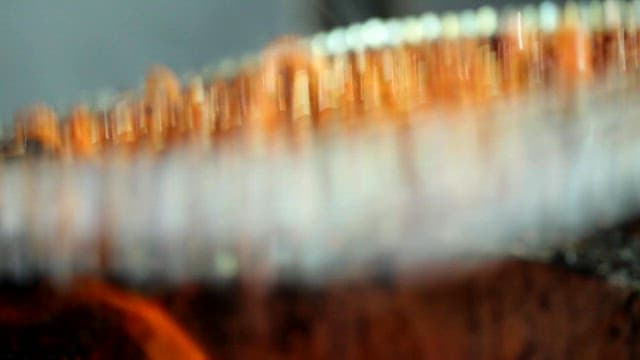 Grilled webfoot octopus grilled on the grill