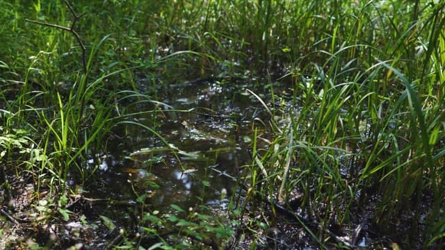 Sunlight Filtering Through Lush Wetland