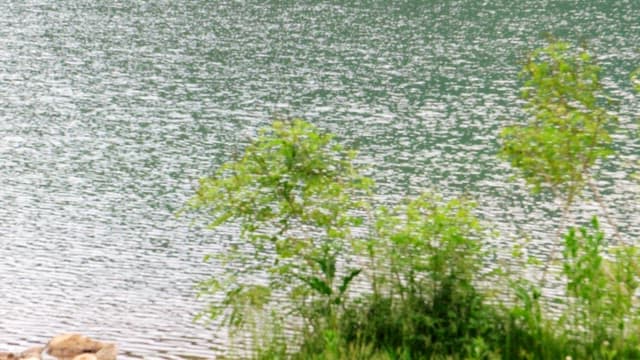 Peaceful lakeside landscape with lush greenery on a clear, sunny day