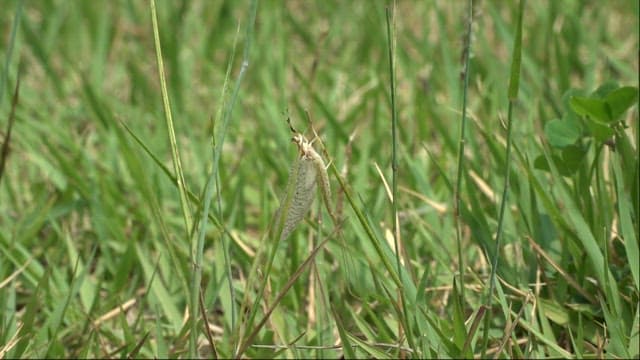 Insect Life Amongst Green Grasses
