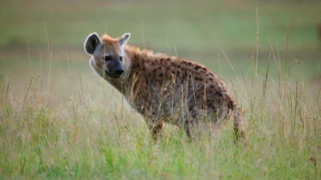 Hyena in Grassland with Grazing Animals