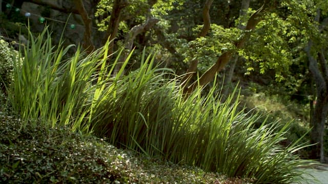 Lush Greenery in a Serene Forest