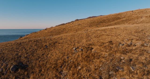 Serene Coastal Landscape with Grazing Deer