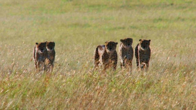 Cheetahs in Grassland During Daytime