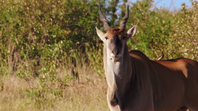 Savannah Antelopes and Small Bird