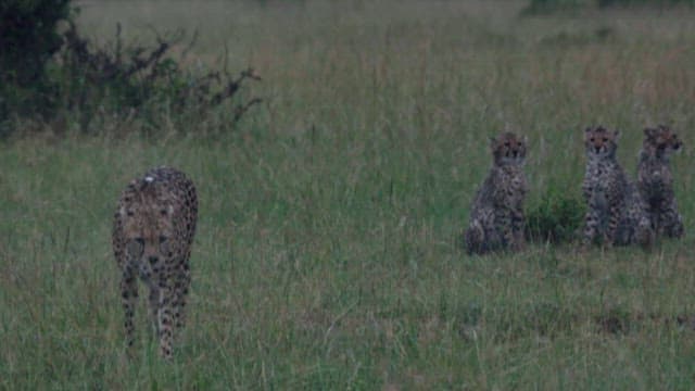 Cheetah Family Walking on a Rainy Meadow