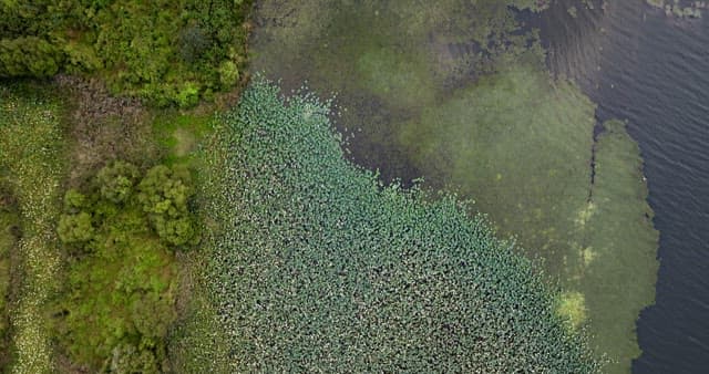 Lush greenery surrounding a tranquil lake