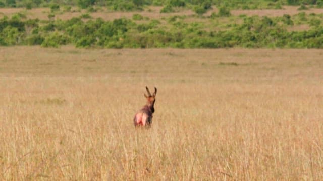 Hyenas Chasing Injured Prey