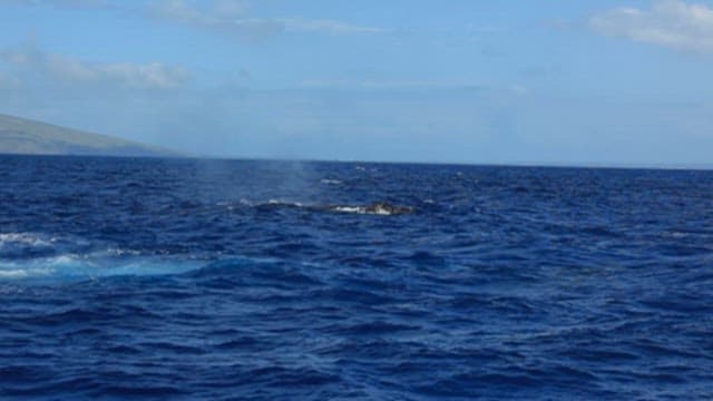 Humpback Whale Breaching in Open Sea