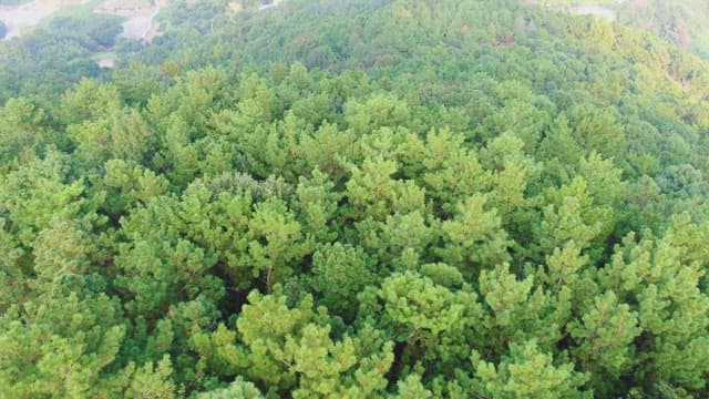 Vast green forest landscape