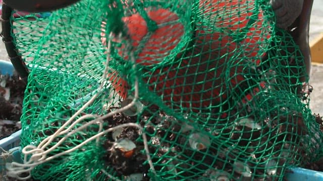 Fishermen sorting freshly caught murex in green fishing nets