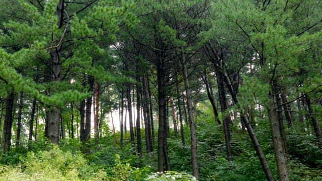 Dense forest with tall green trees