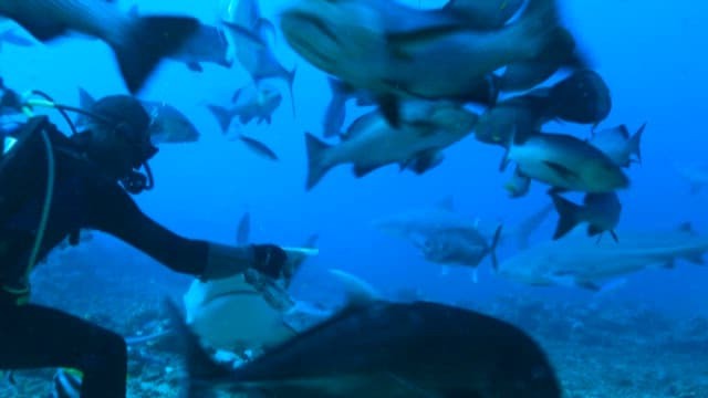 Diver feeding sharks
