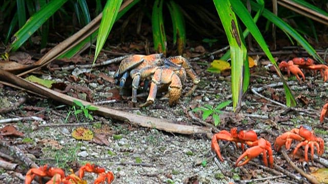 Colorful crabs in their natural habitat