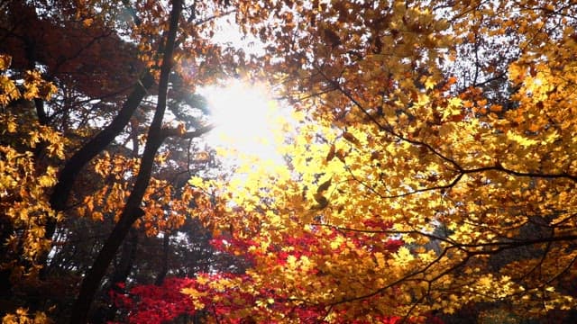 Sunlight streaming through yellow and red leaves in autumn