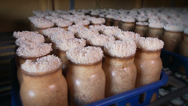 Enoki Mushrooms Grown in Smart Farms