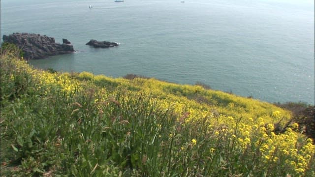 Yellow canola flowers blooming on coastal cliffs