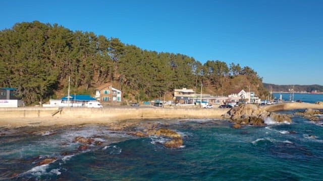 Camper Van Driving by the Serene Beach, Surrounded by Lush Pine Forests