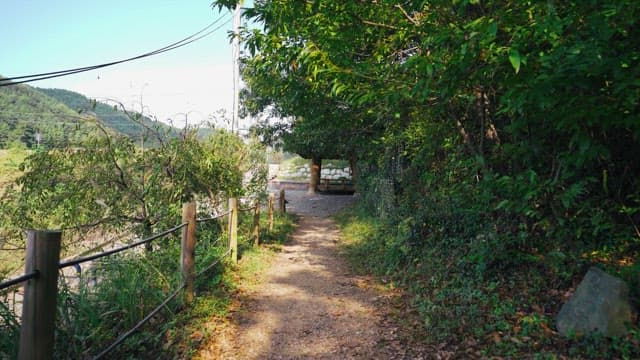 Serene pathway in a leafy green forest leading to a small shelter