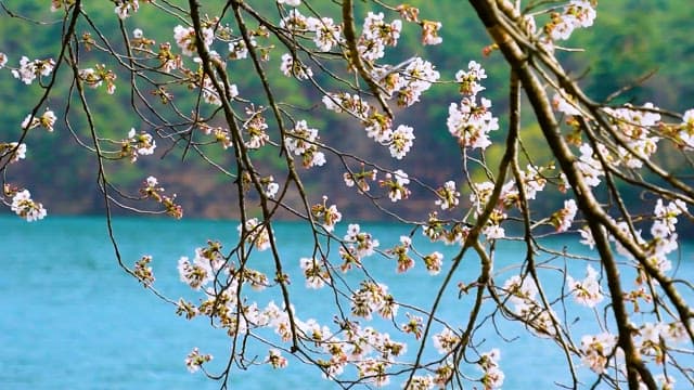 Cherry Blossoms on the Riverside on a Clear Day