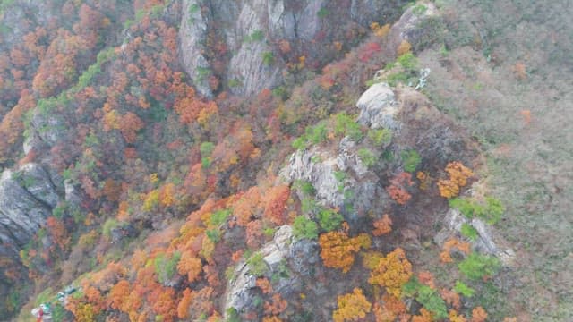 Colorful autumn forest on rocky mountains