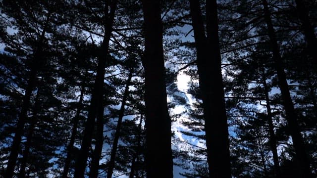 Sunlight Piercing through the Dense Pine Forest