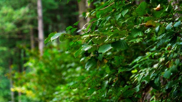 Lush green leaves in a forest