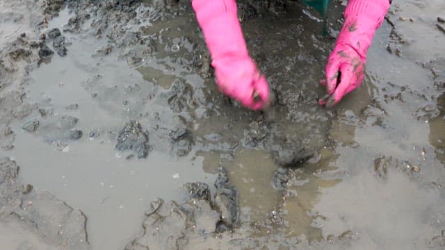 Person Digging Clams from a Mud flat with a Hoe