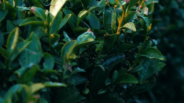 Lush Green Leaves in Sunlit Garden