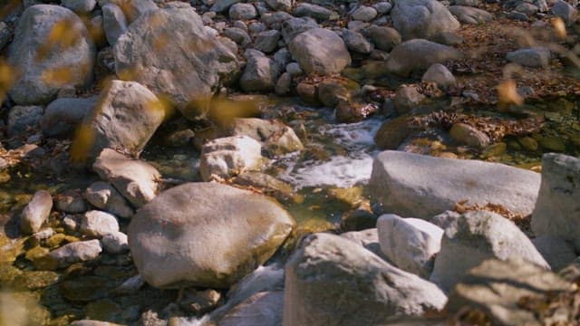 Serene Creek Flowing Through Autumn Leaves