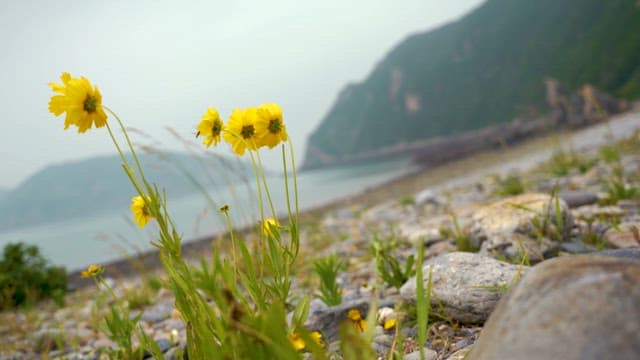 Yellow Wildflowers Blooming with Backdrop of the Beach