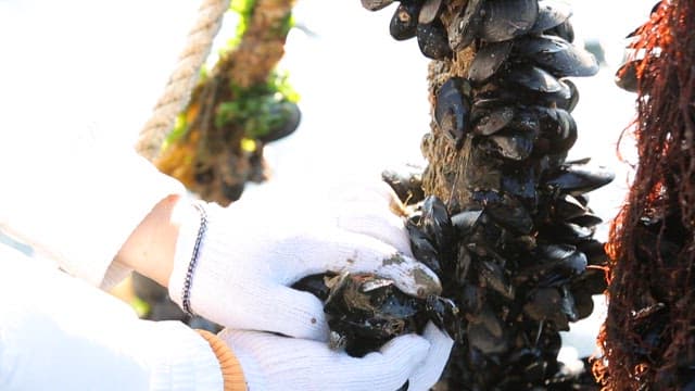 Harvesting mussels grown on rope  in a sea farm