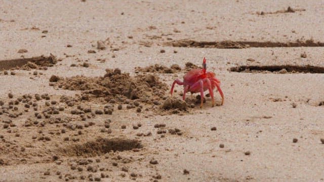 Red crab digging in the sandy beach