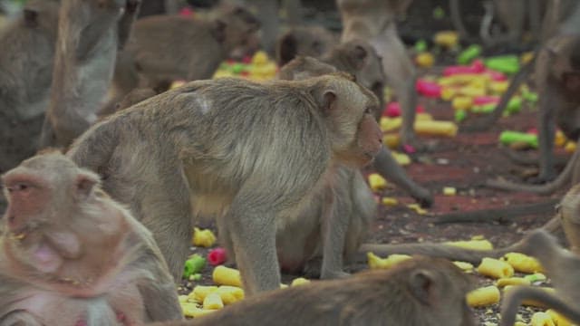 Monkeys Sitting Together on the Ground and Eating