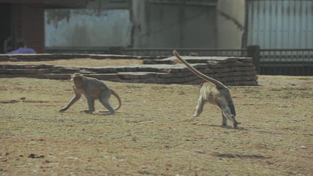 Monkeys Running Fast on the Ground