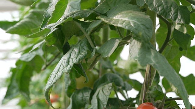 Ripe Tomatoes Hanging on the Vine in a Sunny Greenhouse
