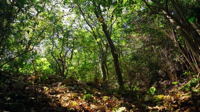 Vibrant forest in the daylight with sunlight filtering through the trees